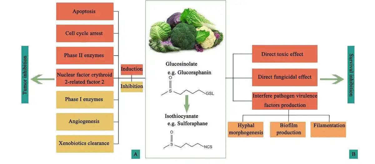 Glucoraphanin Sale.jpg